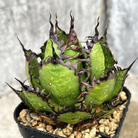 アガベ ホリダ 大株❗️ 子株付き❗️ アガベ ホリダ 大株❗️ 子株付き❗️ 2025年最新】アガベ ホリダ 大株