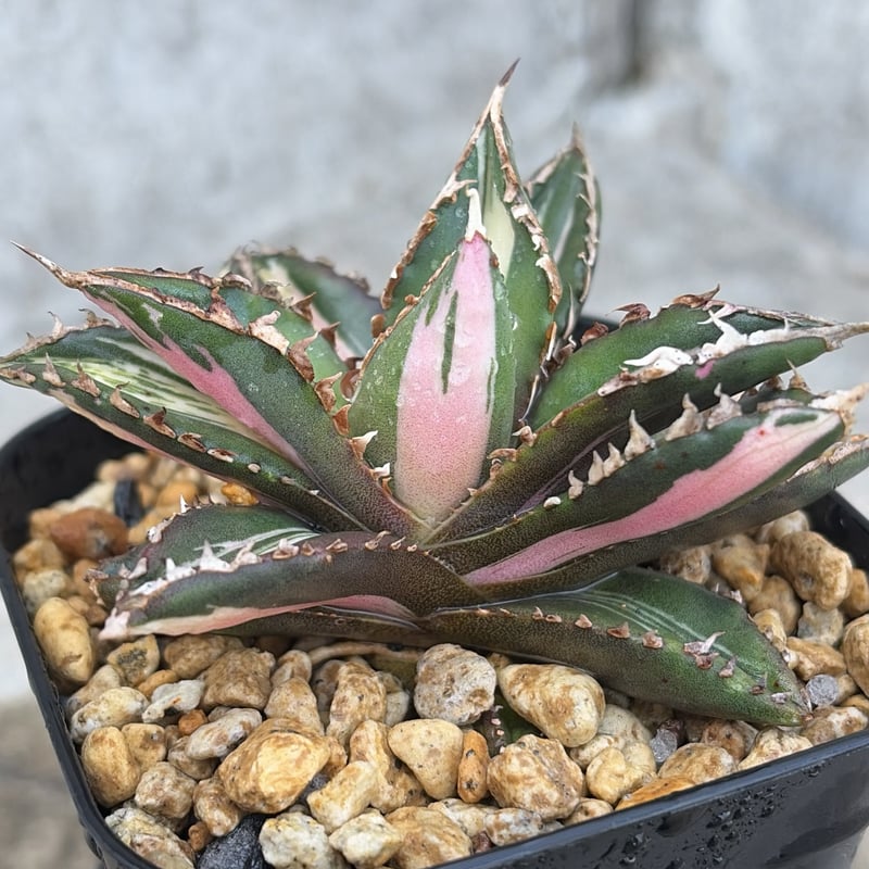 アガベ チタノタ 狼人錦 中斑錦 Agave titanota were wolf White