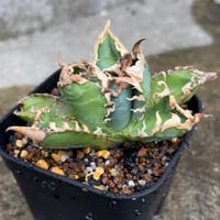 アガベチタノタゴジラ "台湾ゴジラ"  Agave Titanota "Godzilla"鉢付き発送