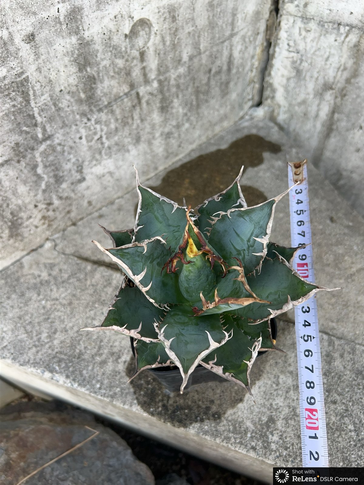 アガベ チタノタ 海王 鉢付き発送 | blackmonster plants