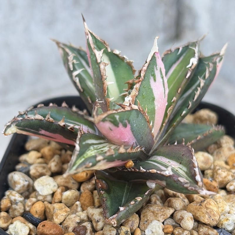 アガベチタノタ　狼人黄中斑　子株 アガベ チタノタ 狼人錦 中斑錦 Agave titanota were wolf White