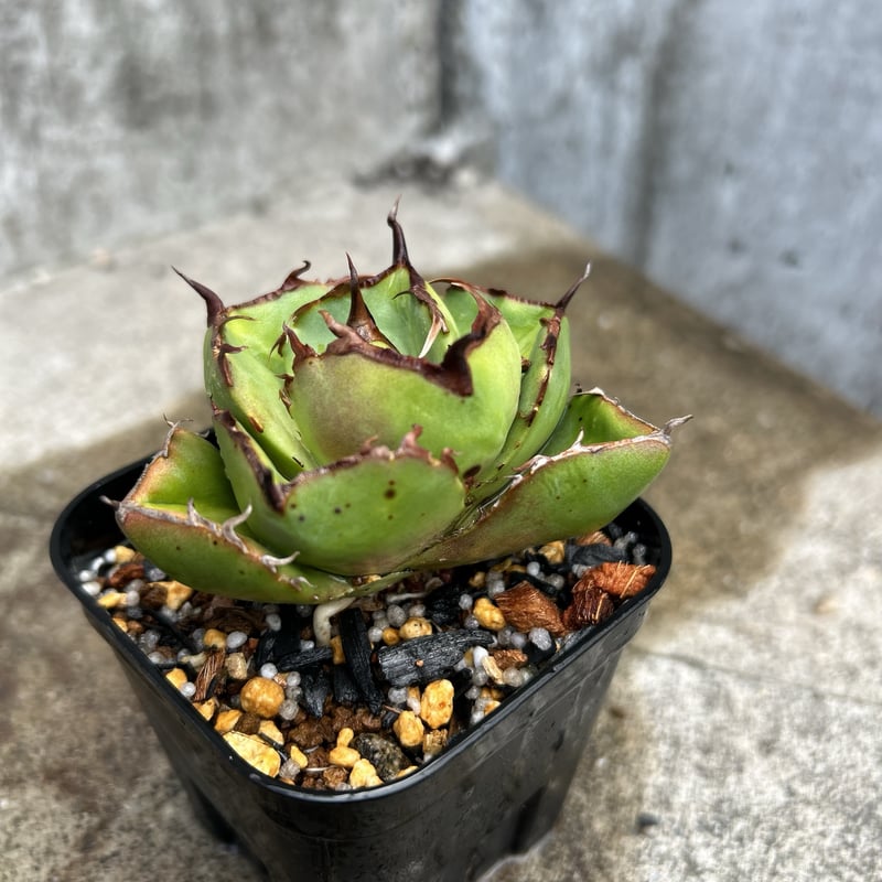 アガベ　ジャガーノート純血　鉢付 アガベ ジャガーノート 純血 鉢付き発送 | blackmonster plants