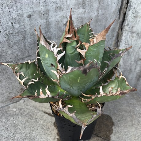 アガベオテロイ | STORES