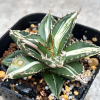 アガベ チタノタ ブラックアンドブルー 錦 白覆輪錦 Agave