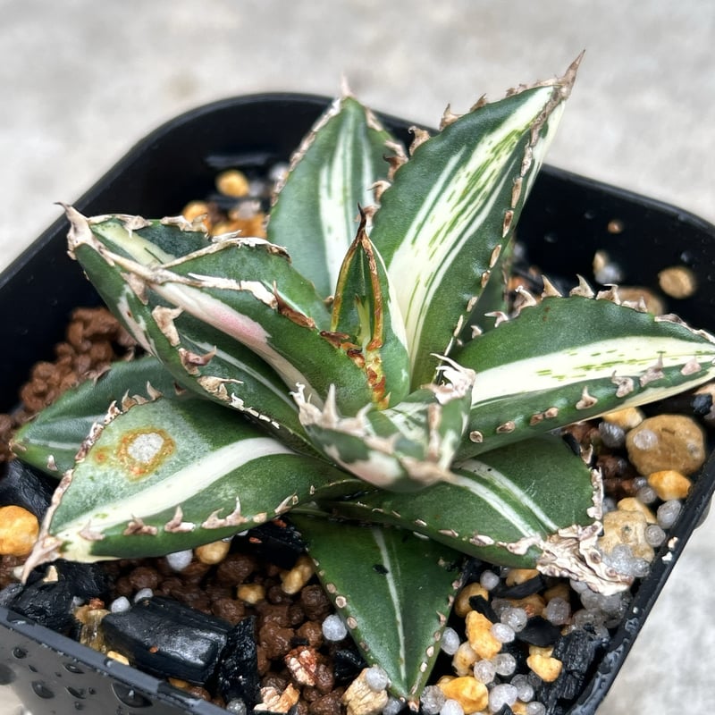 アガベ オテロイ　狼人錦 ◇狼人 【錦】 2024.08.04 楽しみな子 普通の狼人より成長遅め？ 少し