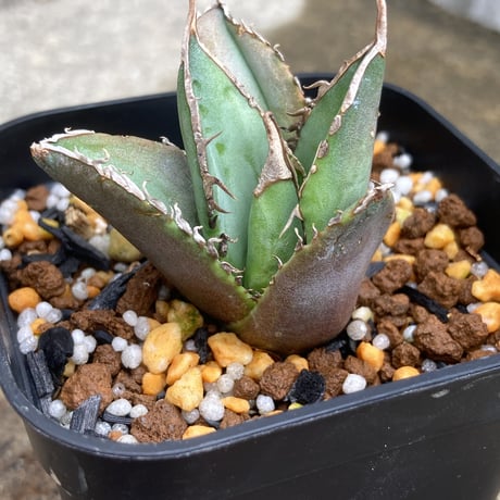 アガベ　オテロイ　強棘　中株　送料込み 選抜株アガベオテロイ実生株強棘