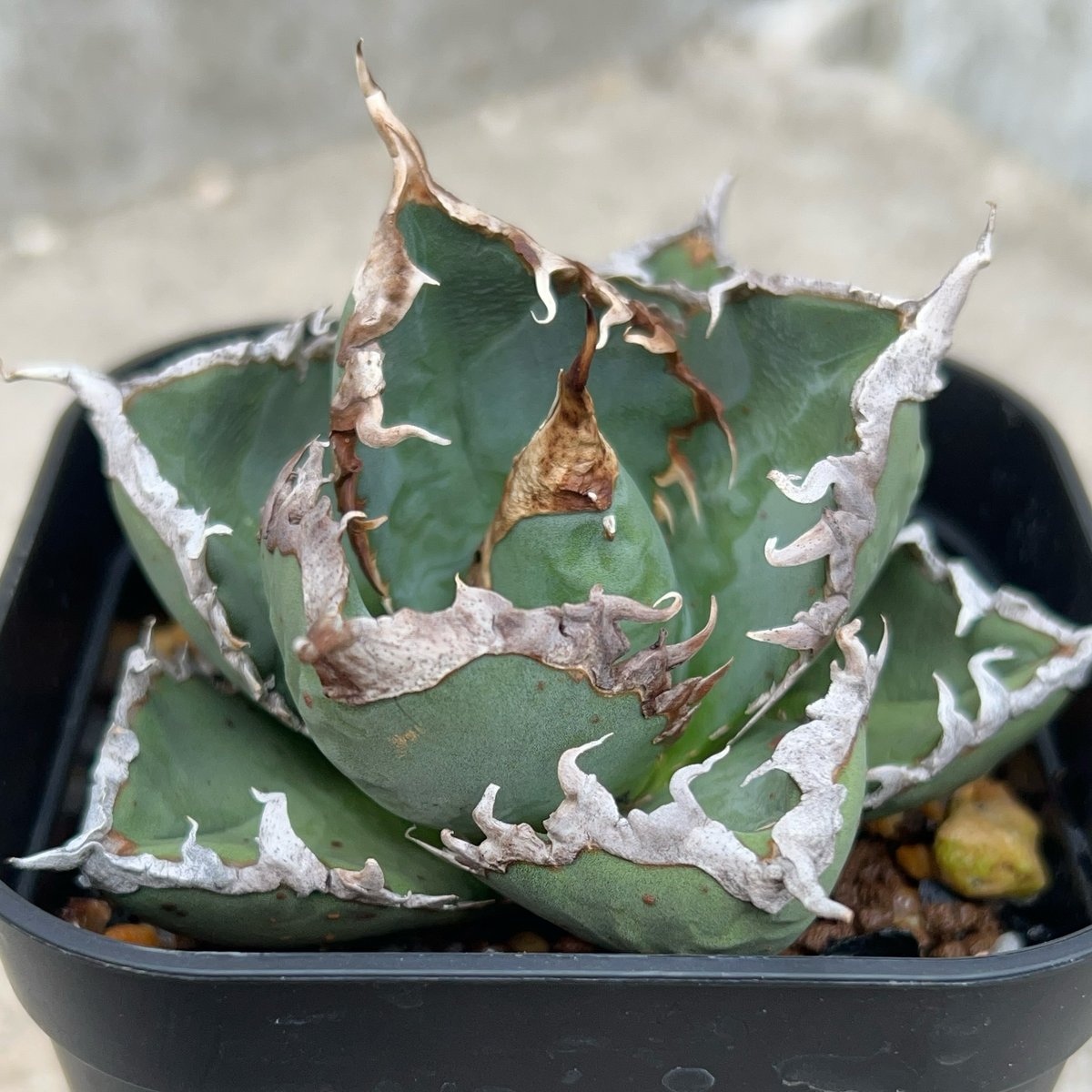 アガベ　チタノタ　8株セット アガベ チタノタ 包心龍 Agave titanota Baoxinlong 鉢付き発送