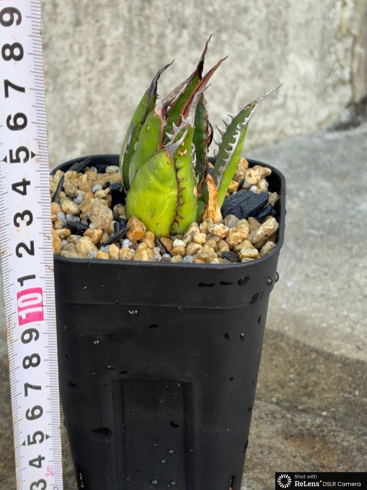 アガベ ホリダ ブツブツ表棘 Agave horrida 鉢付き発送 | blackmons