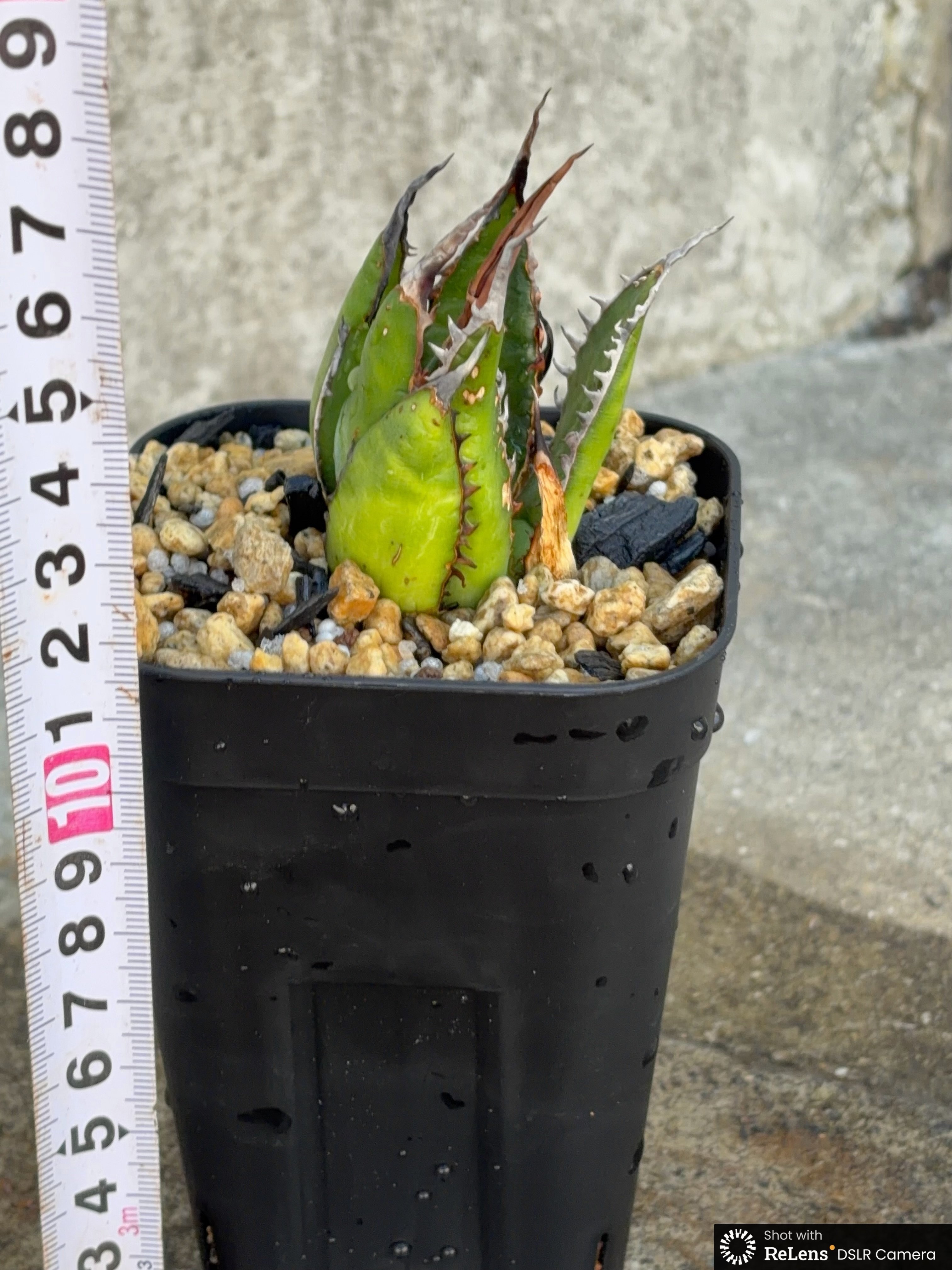 アガベ ホリダ ブツブツ表棘 Agave horrida 鉢付き発送 | blackmons