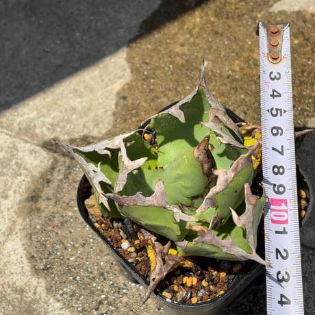 アガベチタノタ蟹 Agave titanota crab  鉢付き発送