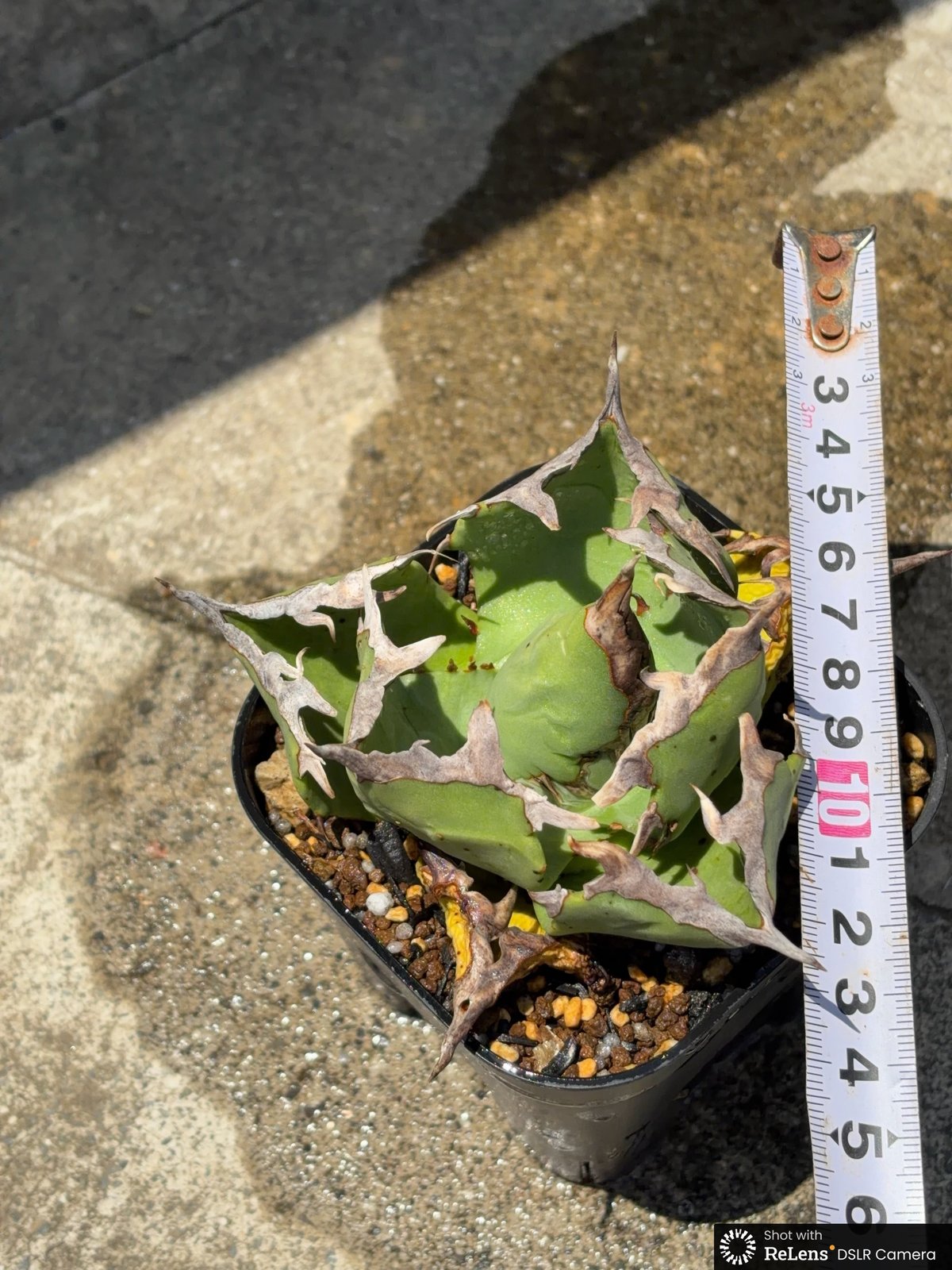 アガベチタノタ蟹 Agave titanota crab 鉢付き発送 | blackmon