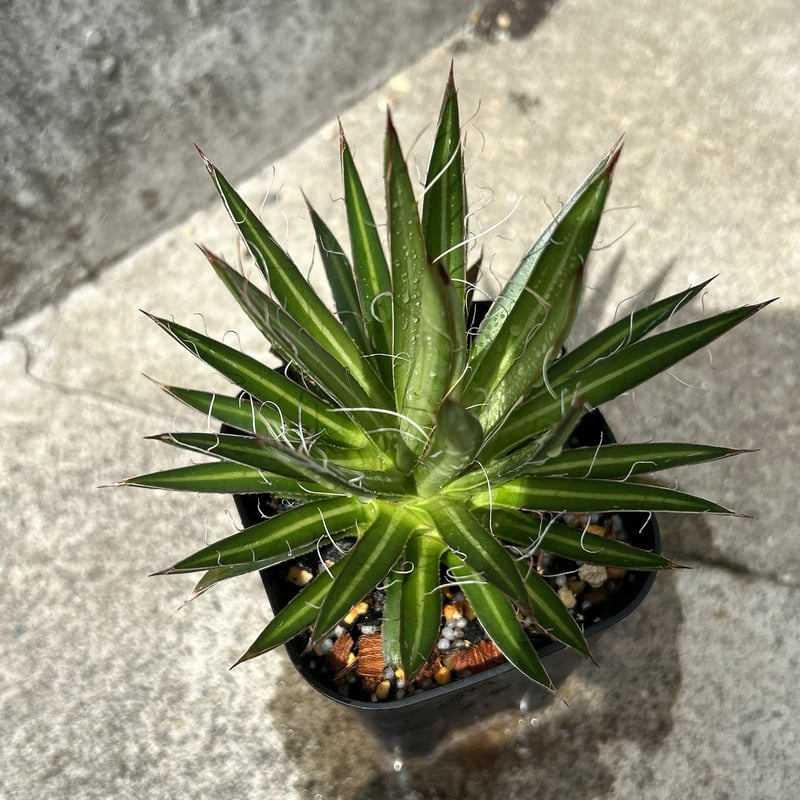 BMP産)アガベフィリフェラ Agave filifera 鉢付き発送 | black