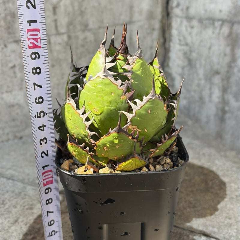 アガベ ホリダ Agave horrida 鉢付き発送 | blackmonster pla