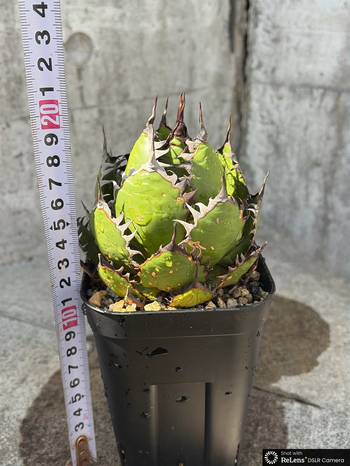 アガベ ホリダ Agave horrida 鉢付き発送 | blackmonster pla
