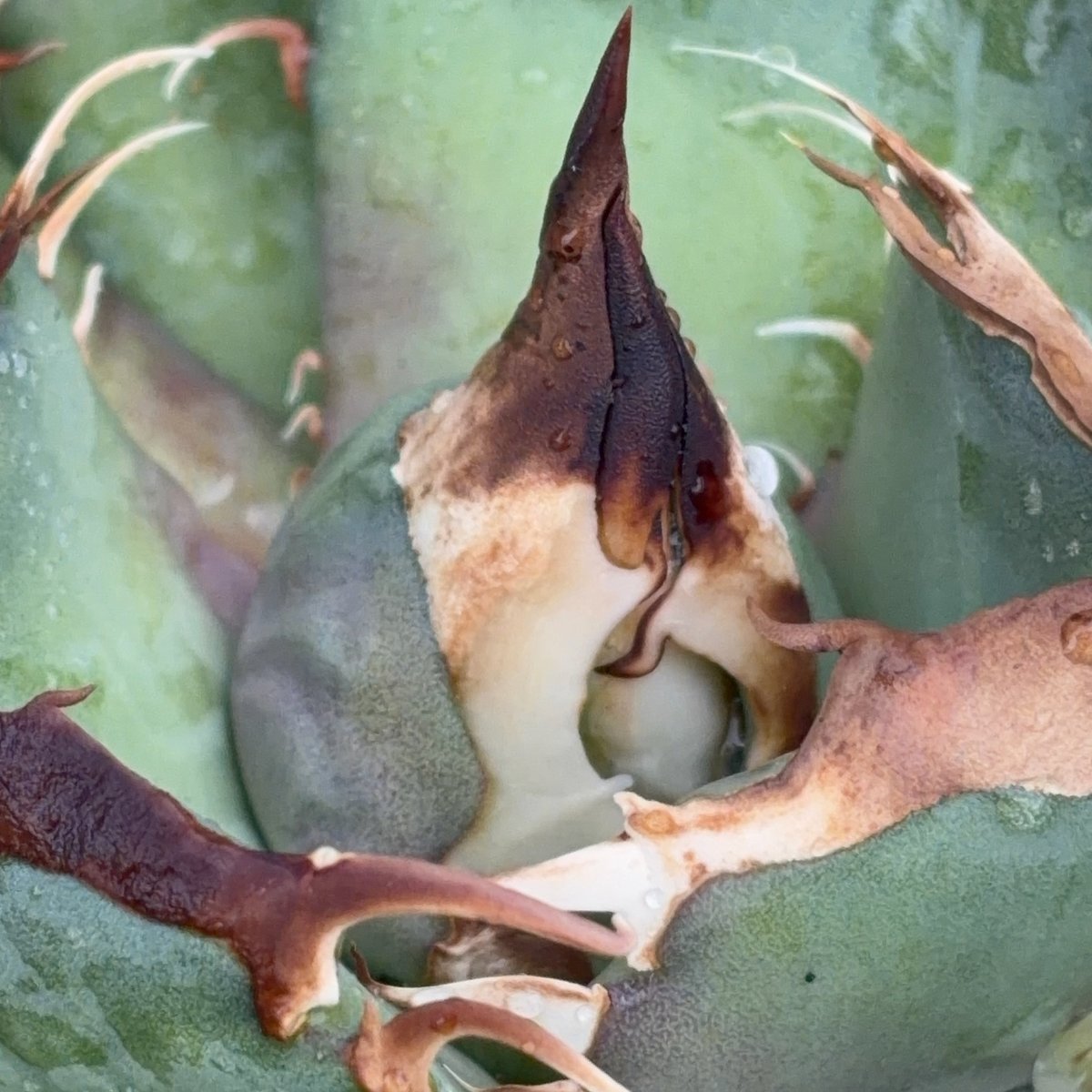 oaxaca oteroi オアハカ　オテロイ　アガベ　子株② アガベ 