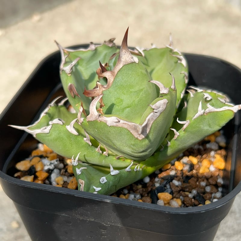 翼竜 agave titanota プテラノドン 発根済子株 アガベ チタノタ 子株