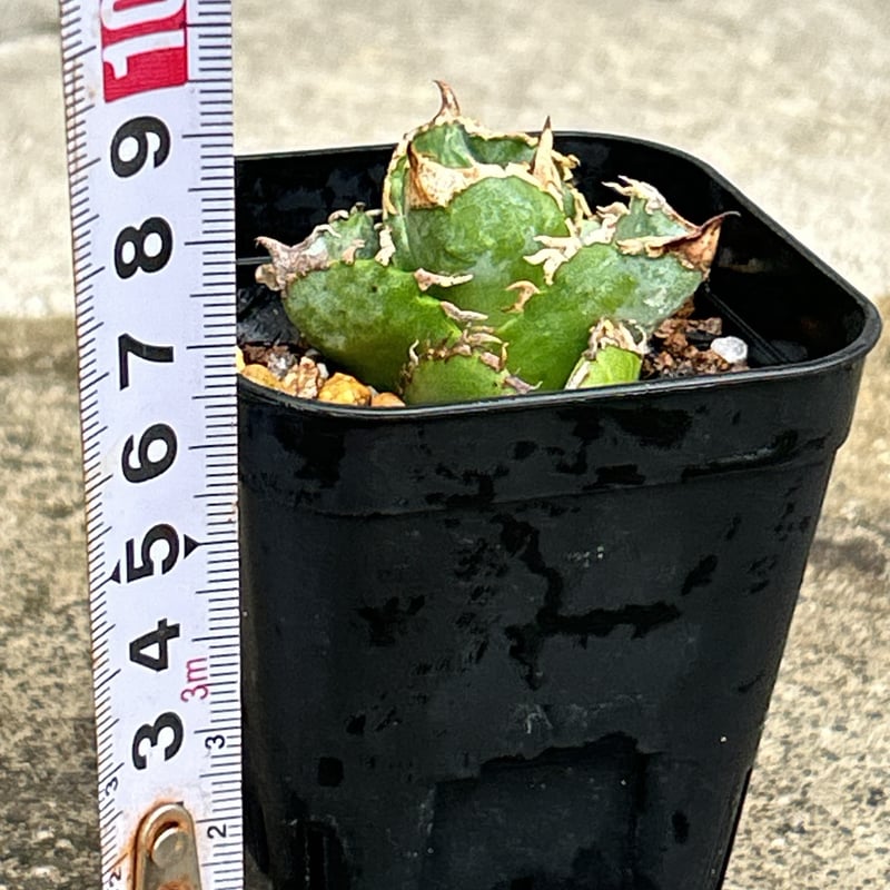 アガベチタノタ白豪棘 agave titanota White Fierce Spines鉢付