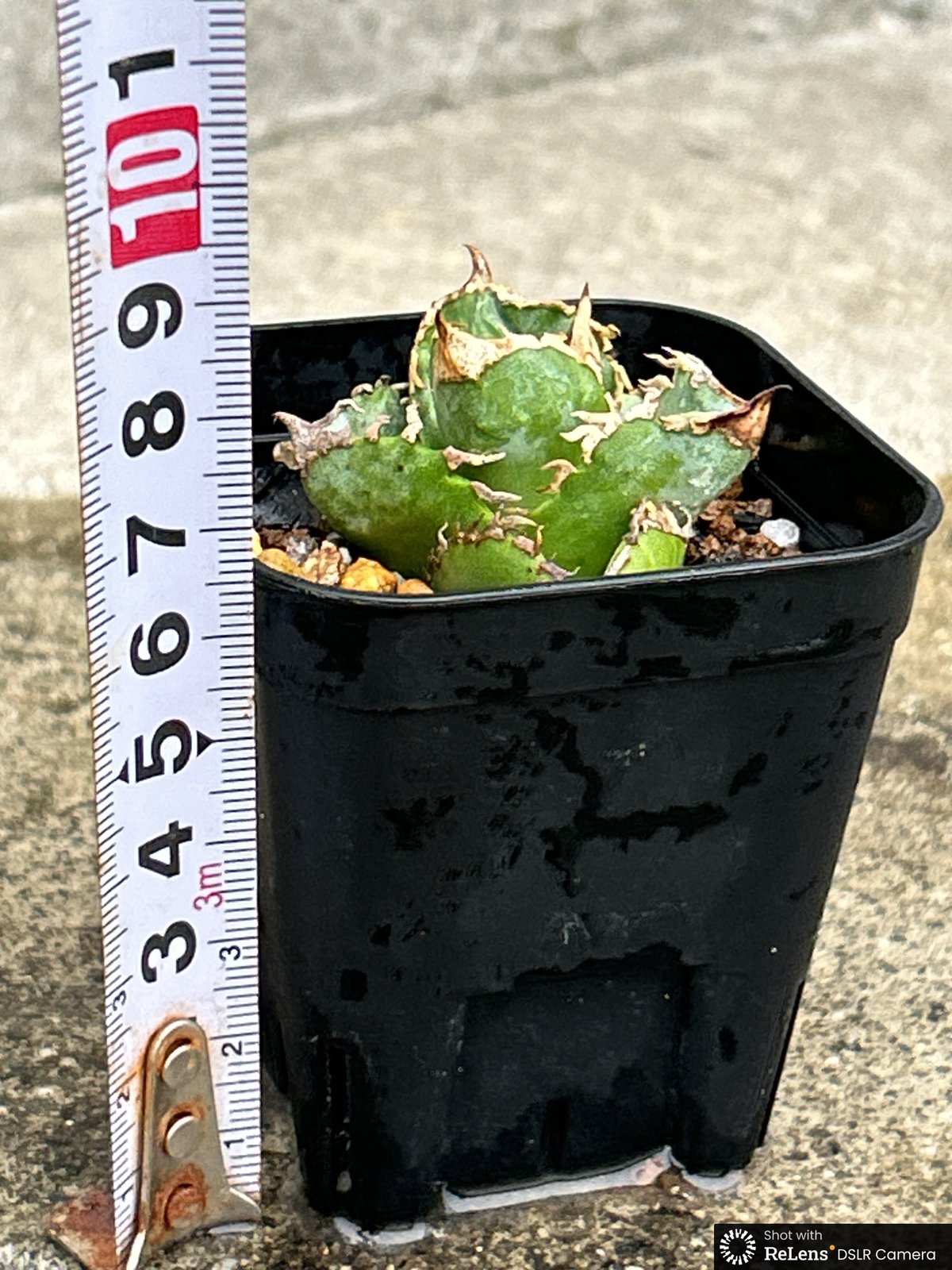 アガベチタノタ白豪棘 agave titanota White Fierce Spines鉢付