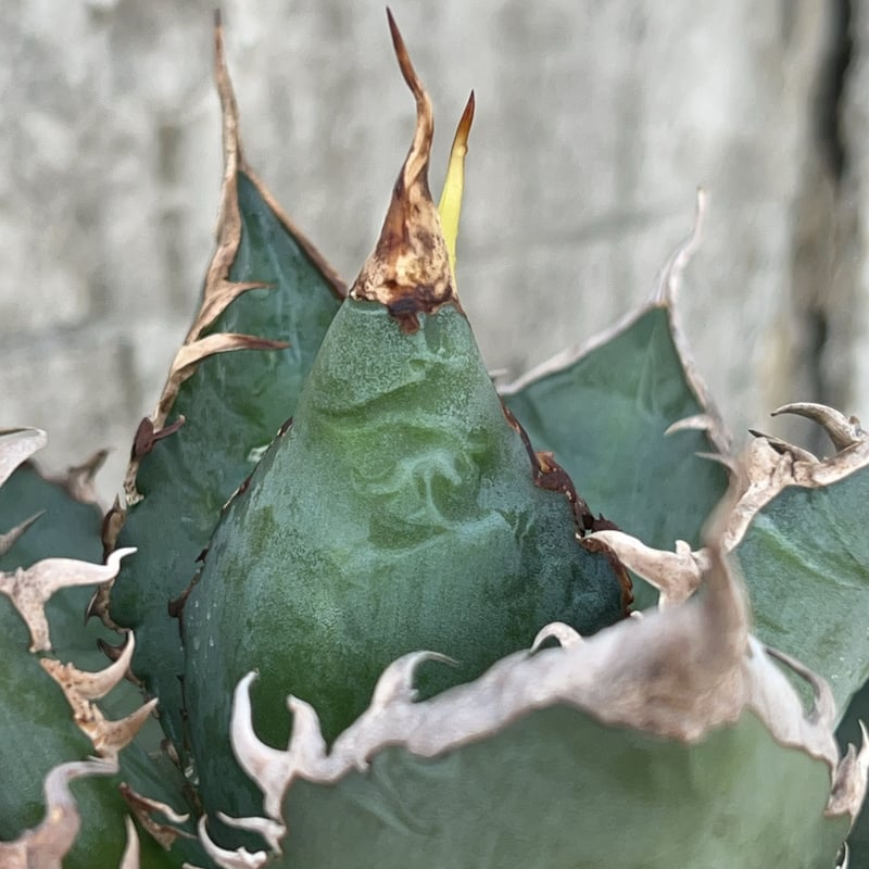 アガベ チタノタ 海王 鉢付き発送 | blackmonster plants