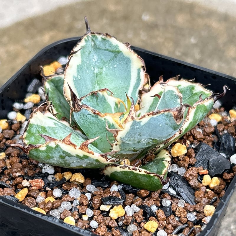 チタノタ BB錦 白覆輪斑 ブラックアンドブルー錦 アガベ チタノタ ブラックアンドブルー 錦 白覆輪錦 Agave