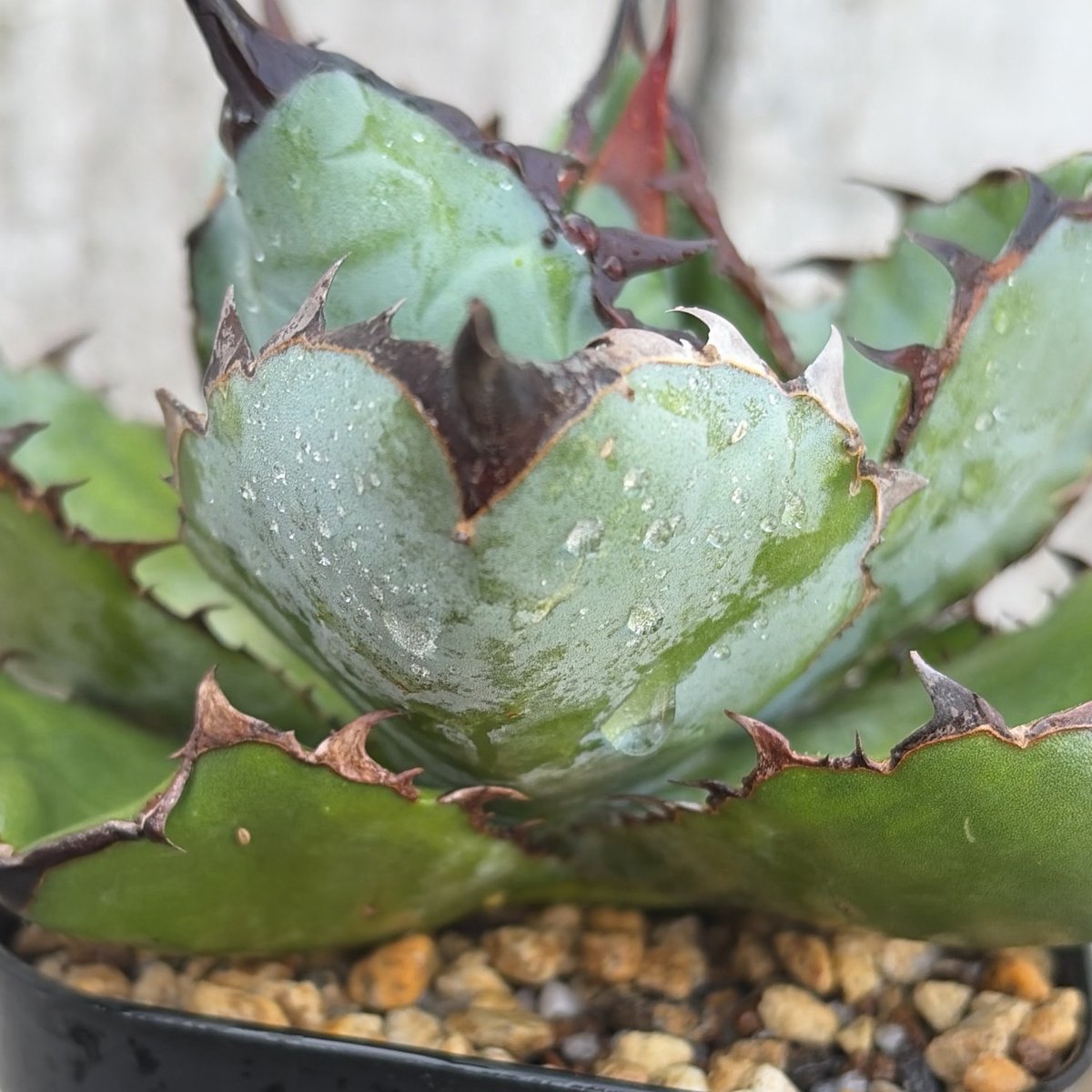 アガベ チタノタ ブラックアンドブルー Agave titanota Black & Blue