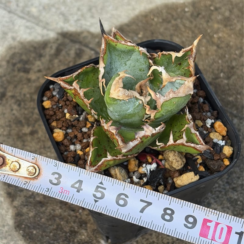 アガベ チタノタ 清櫻 