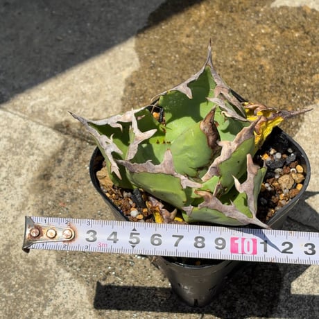 アガベチタノタ蟹 Agave titanota crab  鉢付き発送