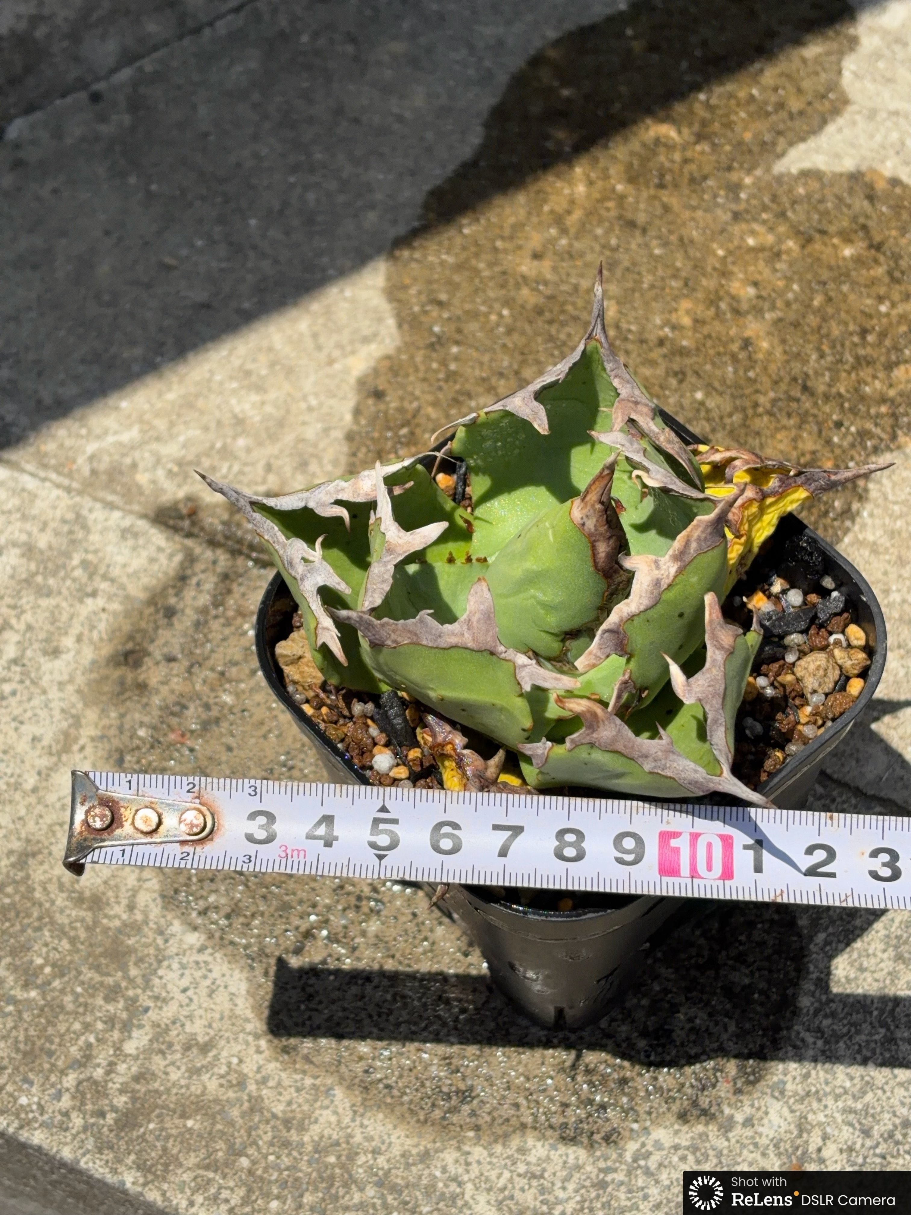 アガベチタノタ蟹 Agave titanota crab 鉢付き発送 | blackmon