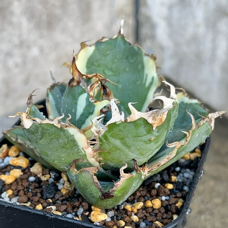 アガベチタノタ白鯨 | STORES