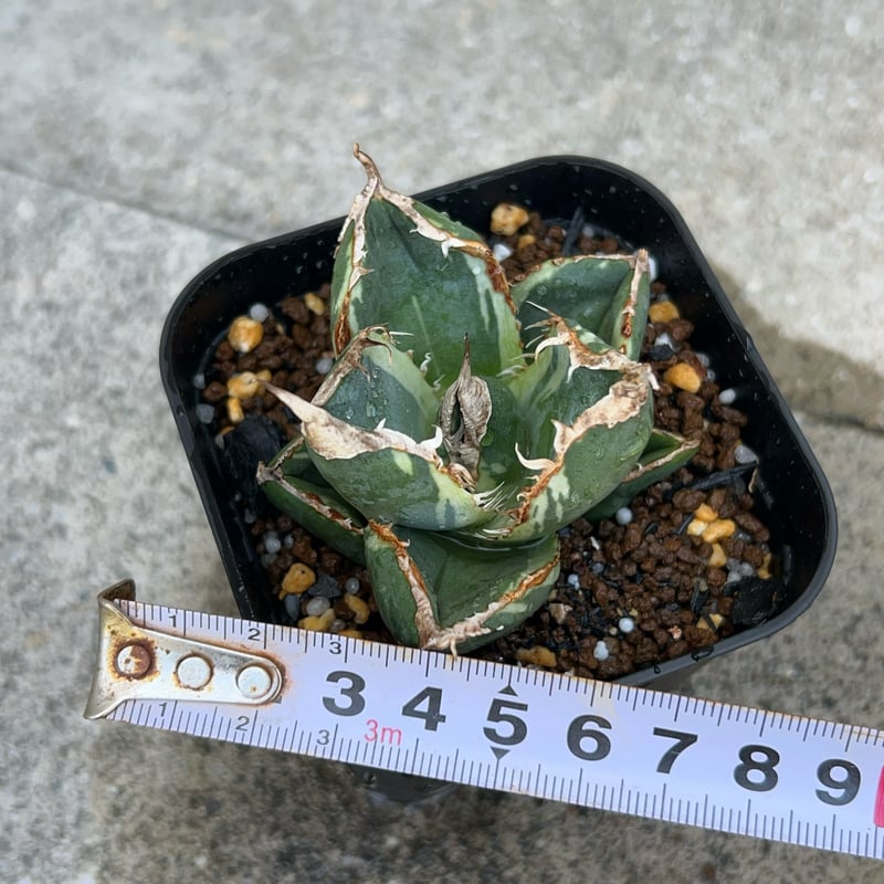 アガベ チタノタ 南アフリカダイヤモンド錦 白覆輪錦 Agave titanota