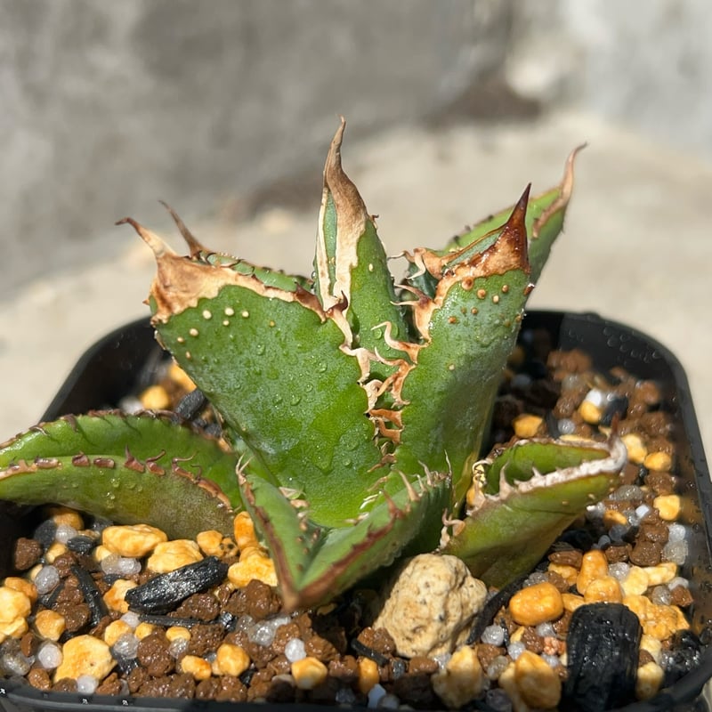 特選！　アガベ　チタノタ　オテロイ　豆豆龍　トトロ　ブツブツ　極上株 アガベ チタノタ 豆豆龍 Agave titanota totoro トトロ 鉢付き