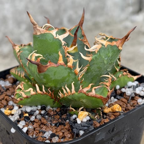 オアハカ | STORES