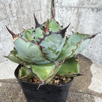 アガベ オテロイ オアハカ 現地球株 Agave oteroi “Oaxaca” field-