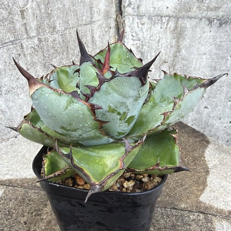 ブラックアンドブルー | STORES