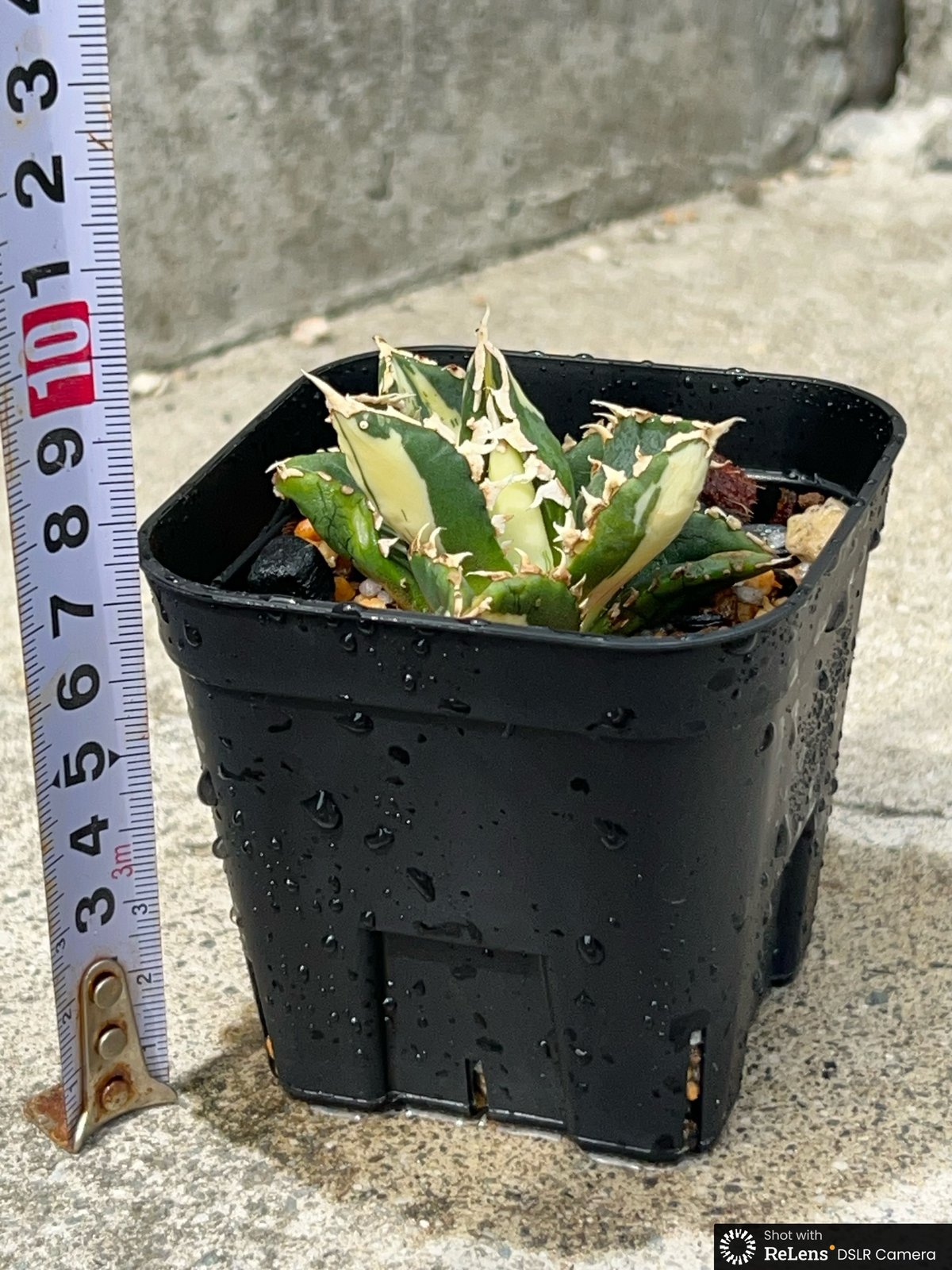 アガベ チタノタ 狼人錦 中斑錦 Agave titanota were wolf White