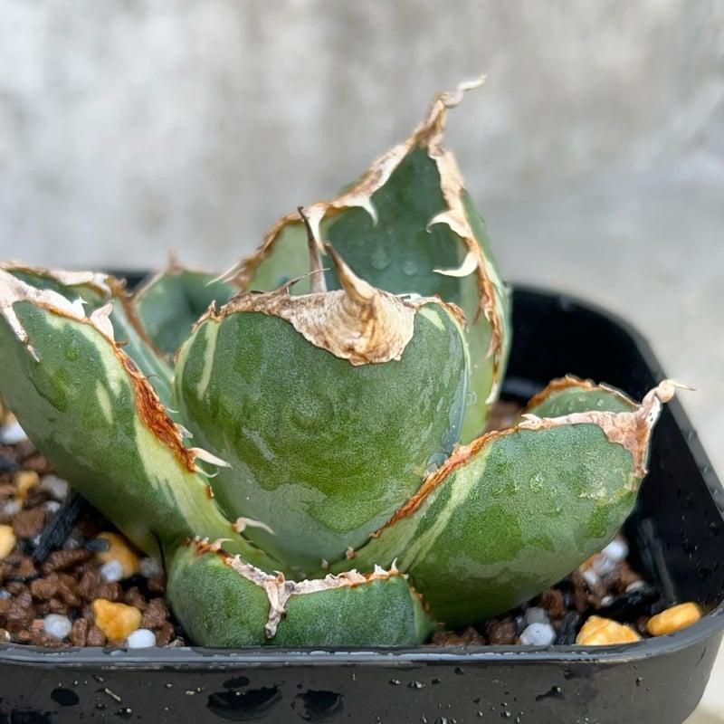 アガベ　南アフリカダイヤモンド錦 アガベチタノタ 南アフリカダイヤモンド錦 アガベ チタノタ 南アフリカ