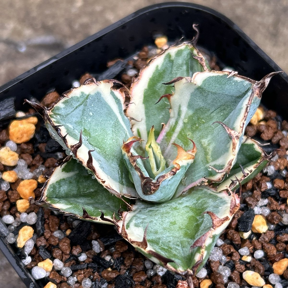 アガベ　チタノタ　ブラックアンドブルー錦 アガベ チタノタ ブラックアンドブルー 錦 白覆輪錦 Agave titanota Bla