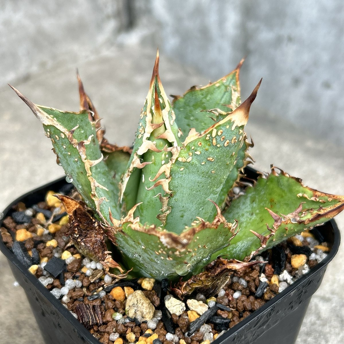 アガベチタノタ金蟾王 Agave titanota Golden Toad King 鉢付き発