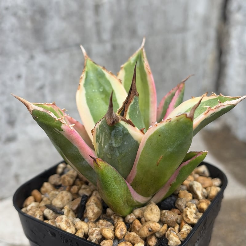 アガベ チタノタ スナグルトゥース Agave titanota Snaggle Tooth