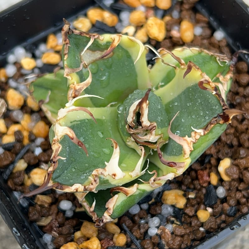 アガベ　チタノタ　蟹覆輪 多肉植物：アガベ チタノタ錦 黄覆輪*幅26cm 現品！一品限り