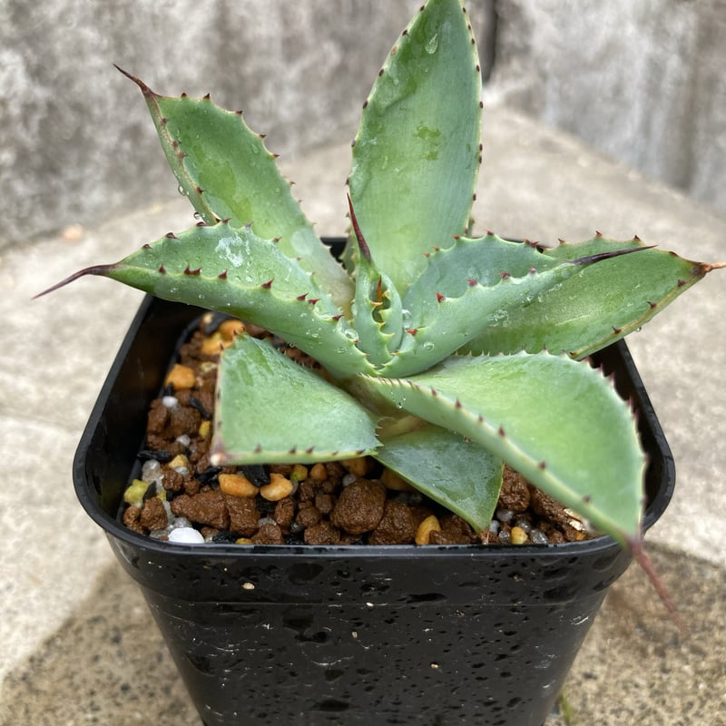 ハイブリッド】親株出品 アガベ 曲刺八荒雷神 菊鉢6号 子株付き