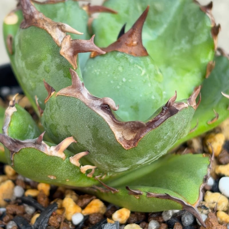 アガベ チタノタ翼竜 Agave titanota Pteranodon 鉢付き発送 |