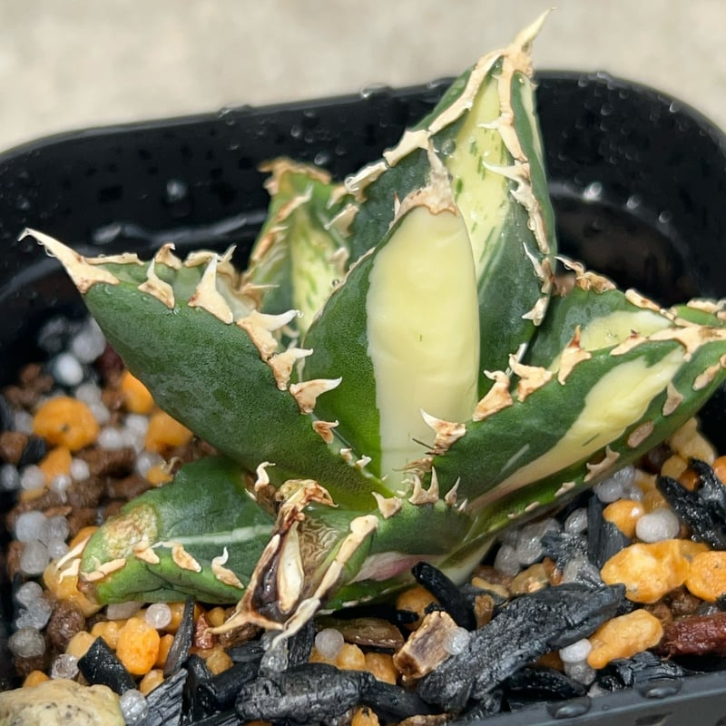 アガベ チタノタ 狼人錦 中斑錦 Agave titanota were wolf White