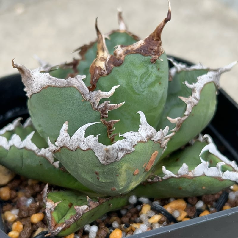 アガベ　チタノタ　オテロイ　包心龍　コンパクト　中株　22 アガベ チタノタ オテロイ 包心龍 コンパクト 中株 22 アガベ