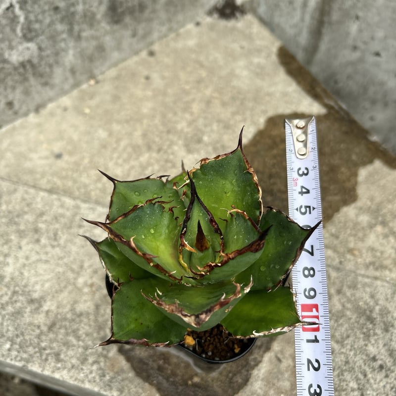 アガベ チタノタ シャークソード 鯊魚剣 鉢付き発送 | blackmonster