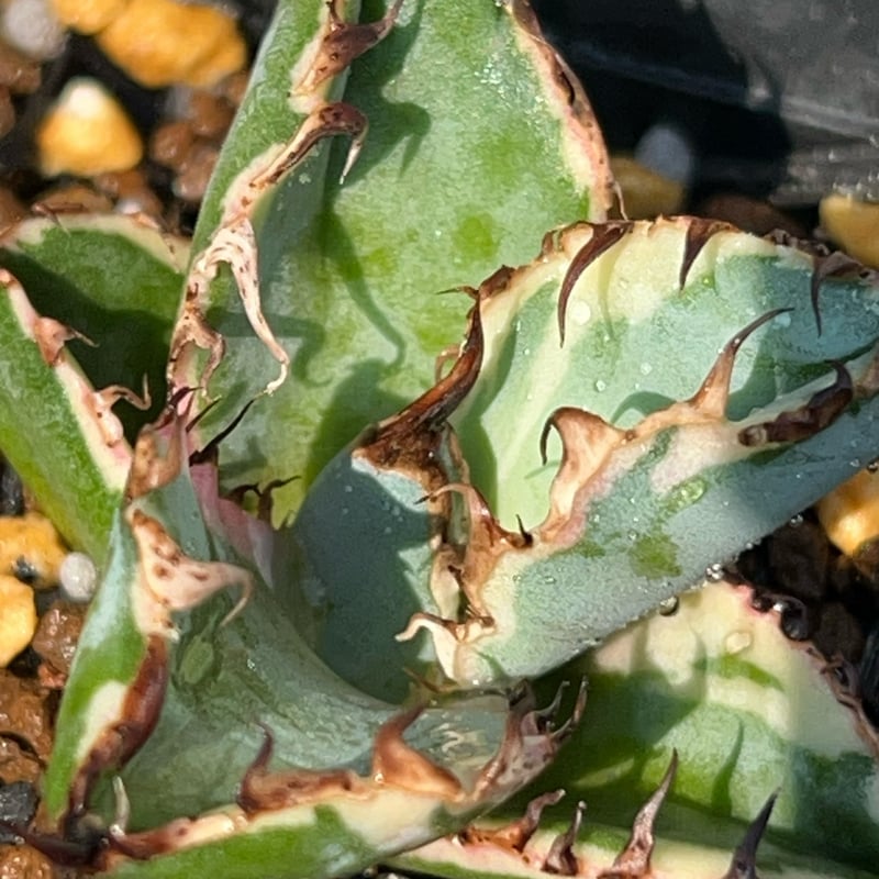アガベ チタノタ ブラックアンドブルー 錦 白覆輪錦 Agave