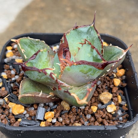 オアハカ　アガベ アガベ チタノタ オアハカ Agave titanota Oaxaca 18 | 多肉植物