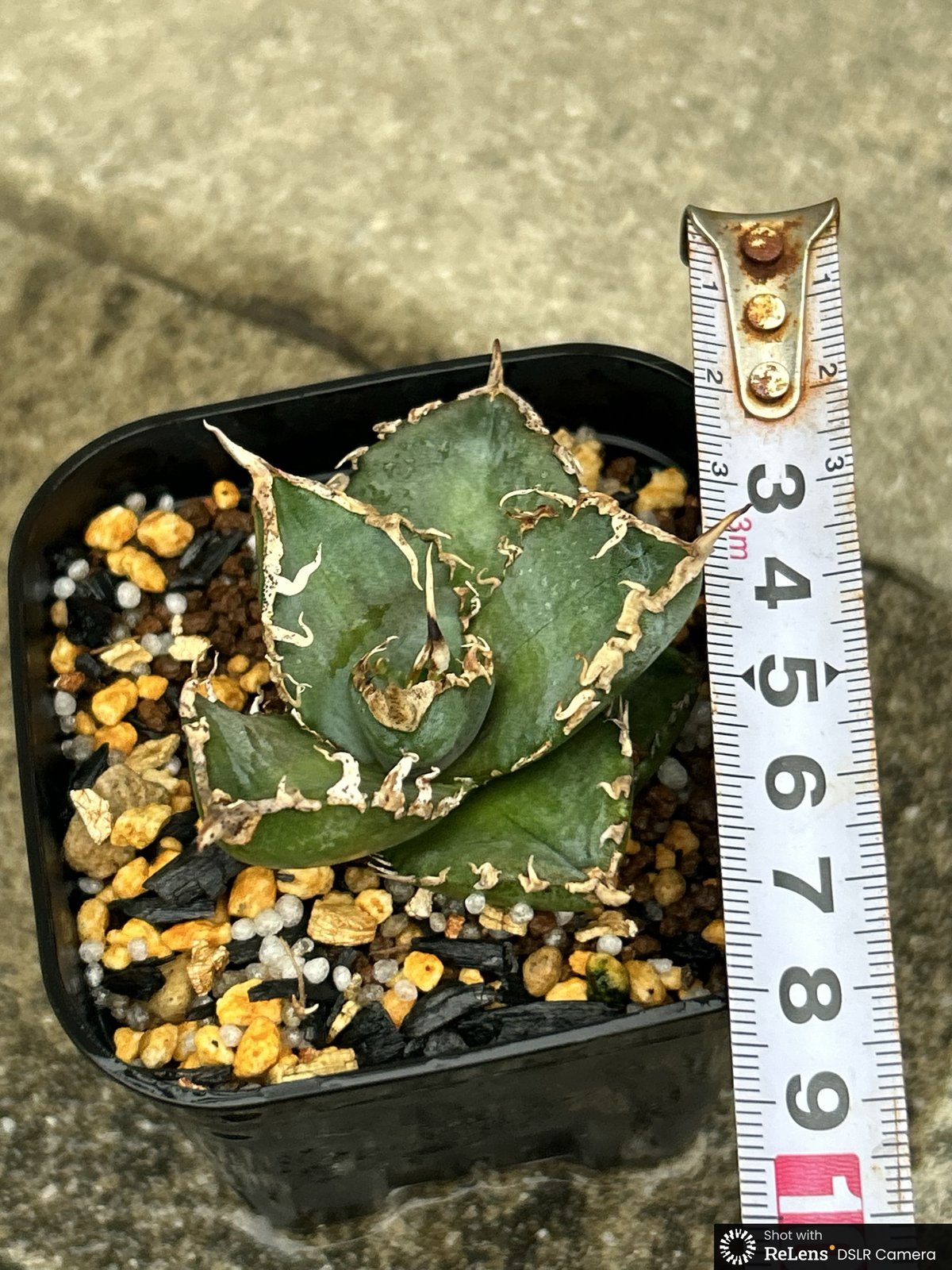 アガベチタノタコブラ 眼鏡蛇 Agave titanota Cobra 鉢付き発送 | bl