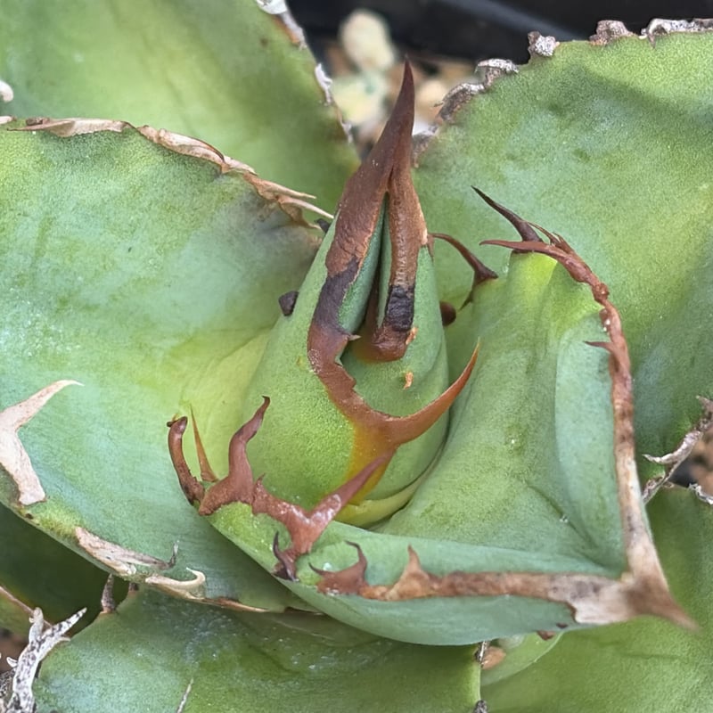 c*o様 アガベ チタノタ 星空 OC株 Starry sky 大株 c*o様 アガベ チタノタ 星空 OC株 Starry sky 大株｜