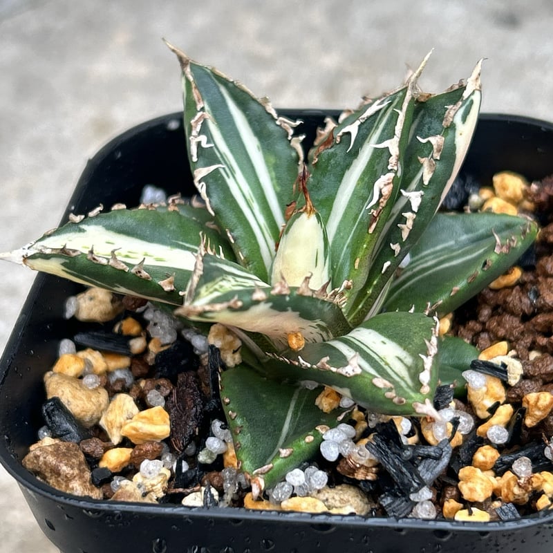 アガベ チタノタ 狼人錦 中斑錦 Agave titanota were wolf White